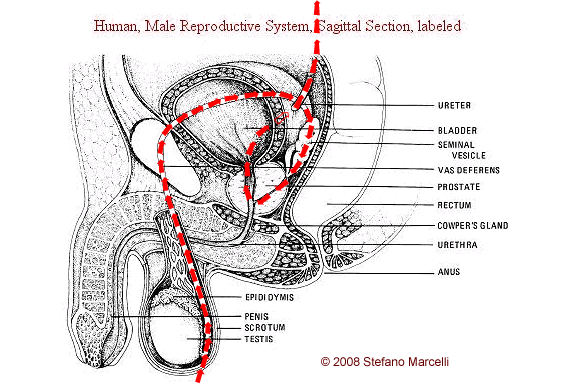 Chinese Meridian Chart Pdf